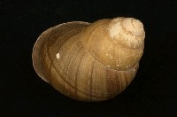 藏品(綠皮蝸牛)的圖片